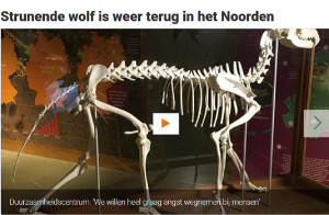 Strunende wolf terug in Drenthe