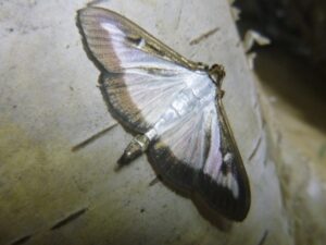 3D natuurfoto vlinder