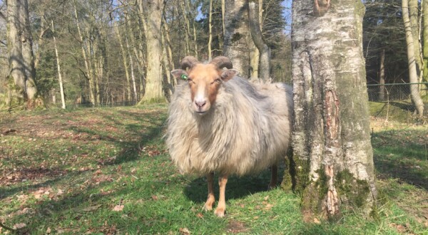 kom kijken hoe schapen worden geschoren tijden de schapenscheermiddag