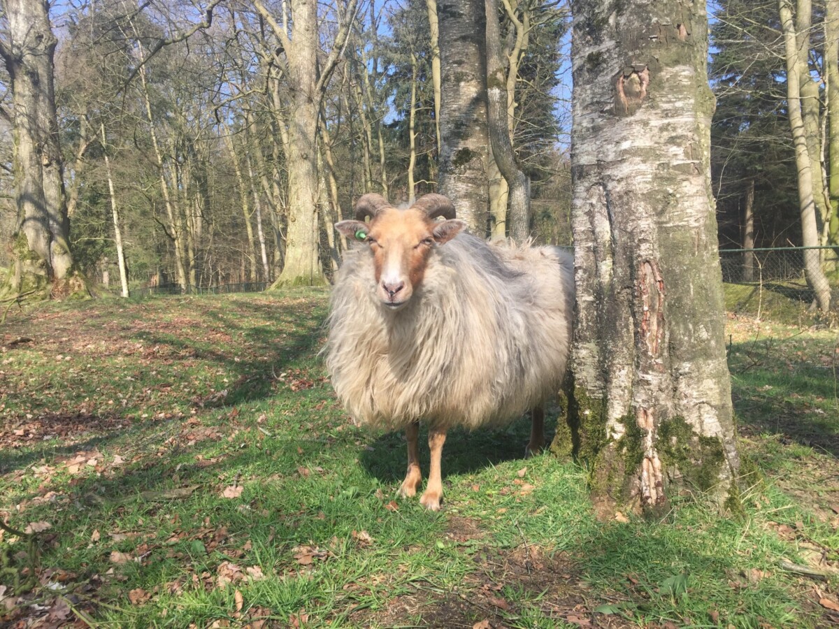 kom kijken hoe schapen worden geschoren tijden de schapenscheermiddag