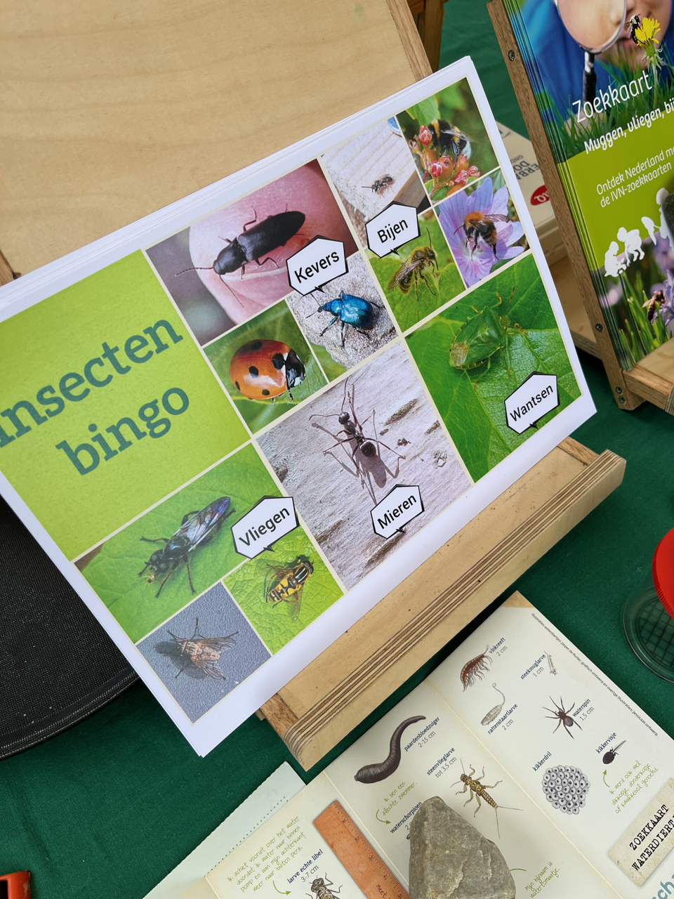 foto van insecten bingo IVN KNNV