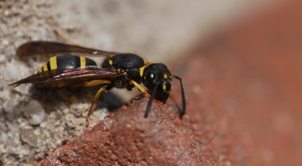 insect