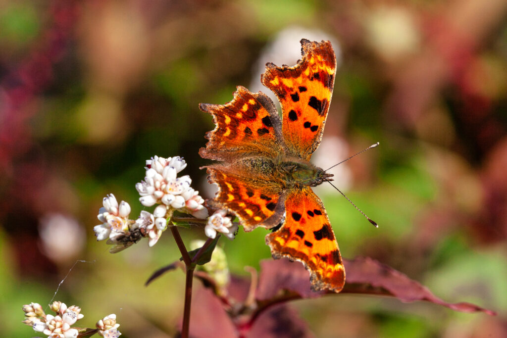 gehakkelde aurelia op boekweit in de open tuin Eben Haëzer bij