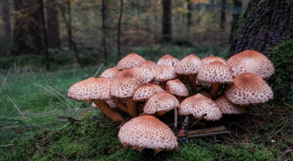 Groep paddenstoelen in een bos