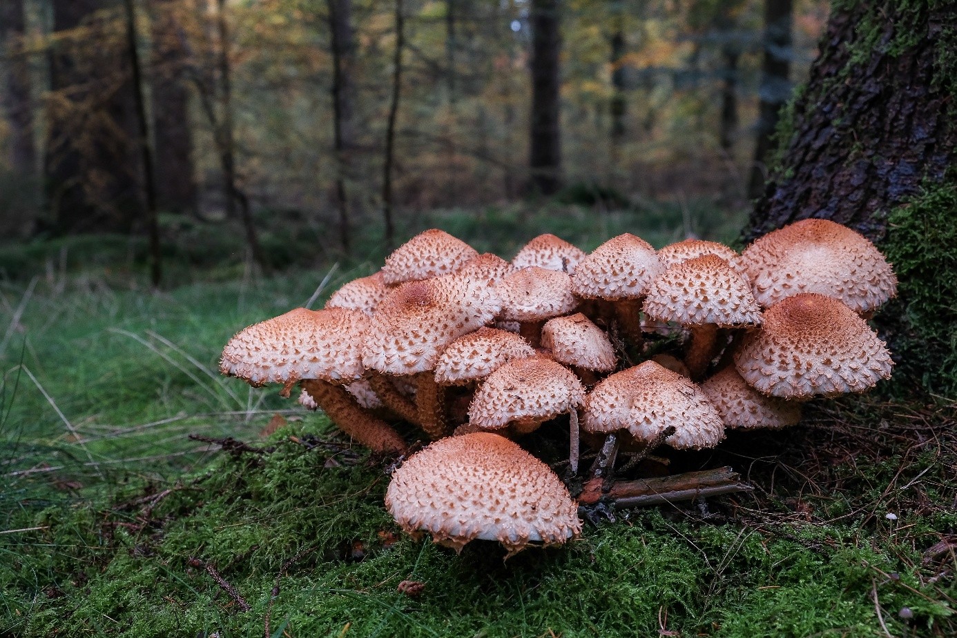 Groep paddenstoelen in een bos