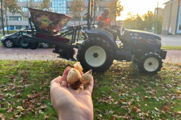 Assen steeds groener: tegels eruit, planten erin