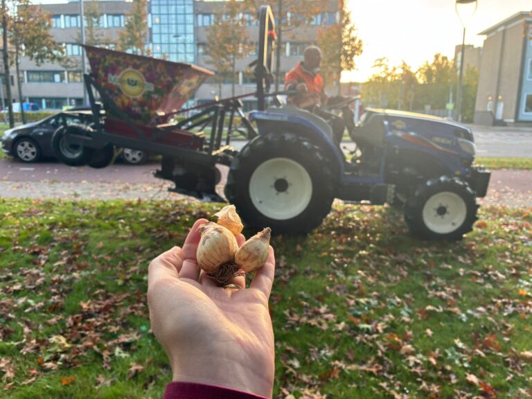 Assen steeds groener: tegels eruit, planten erin