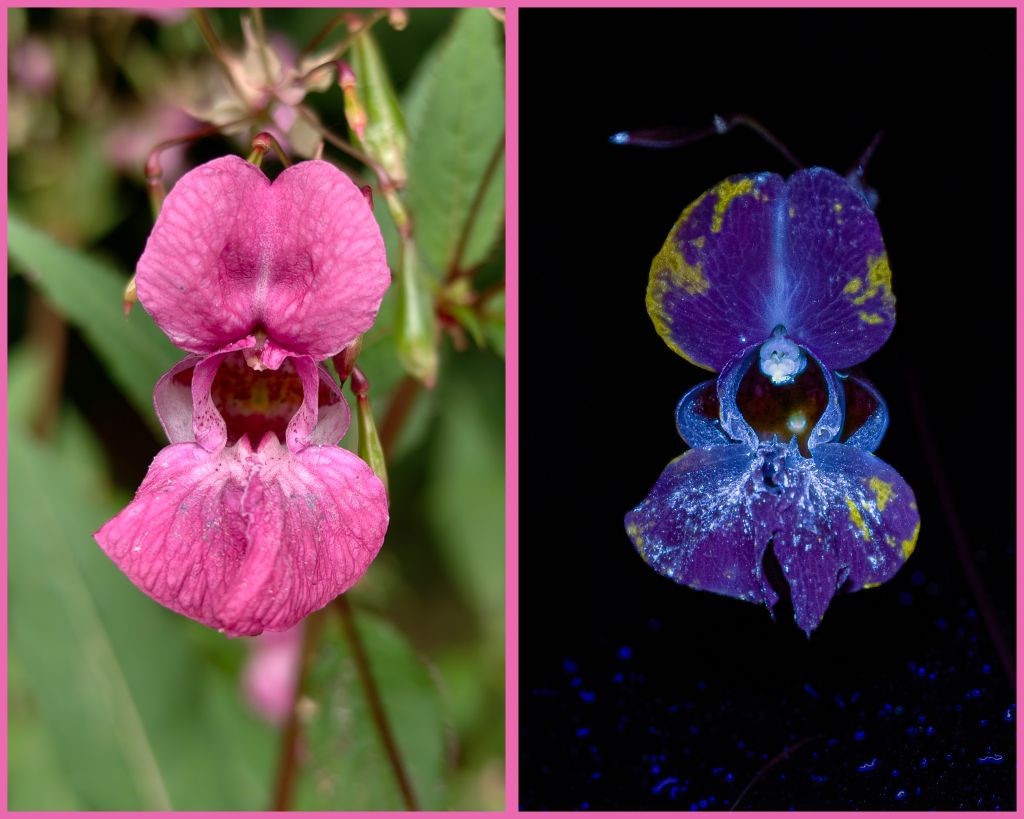 Orchidee die licht geeft onder blacklight in het donker