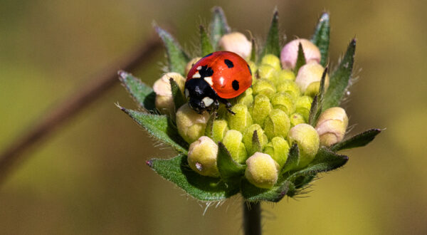 Een rood lieveheersbeestje op een bloem die nog niet is uitgekomen.