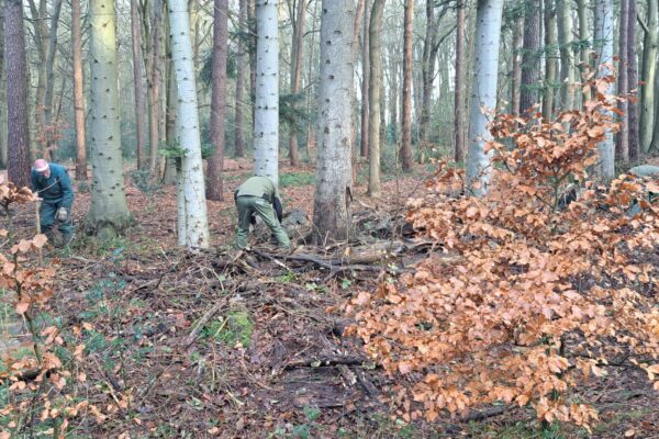 Ruimte voor jonge aanplant