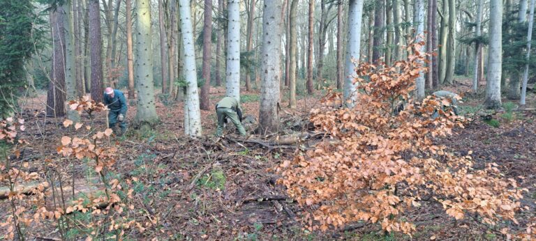 Ruimte voor jonge aanplant