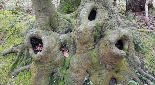 Boom met gaten er in.