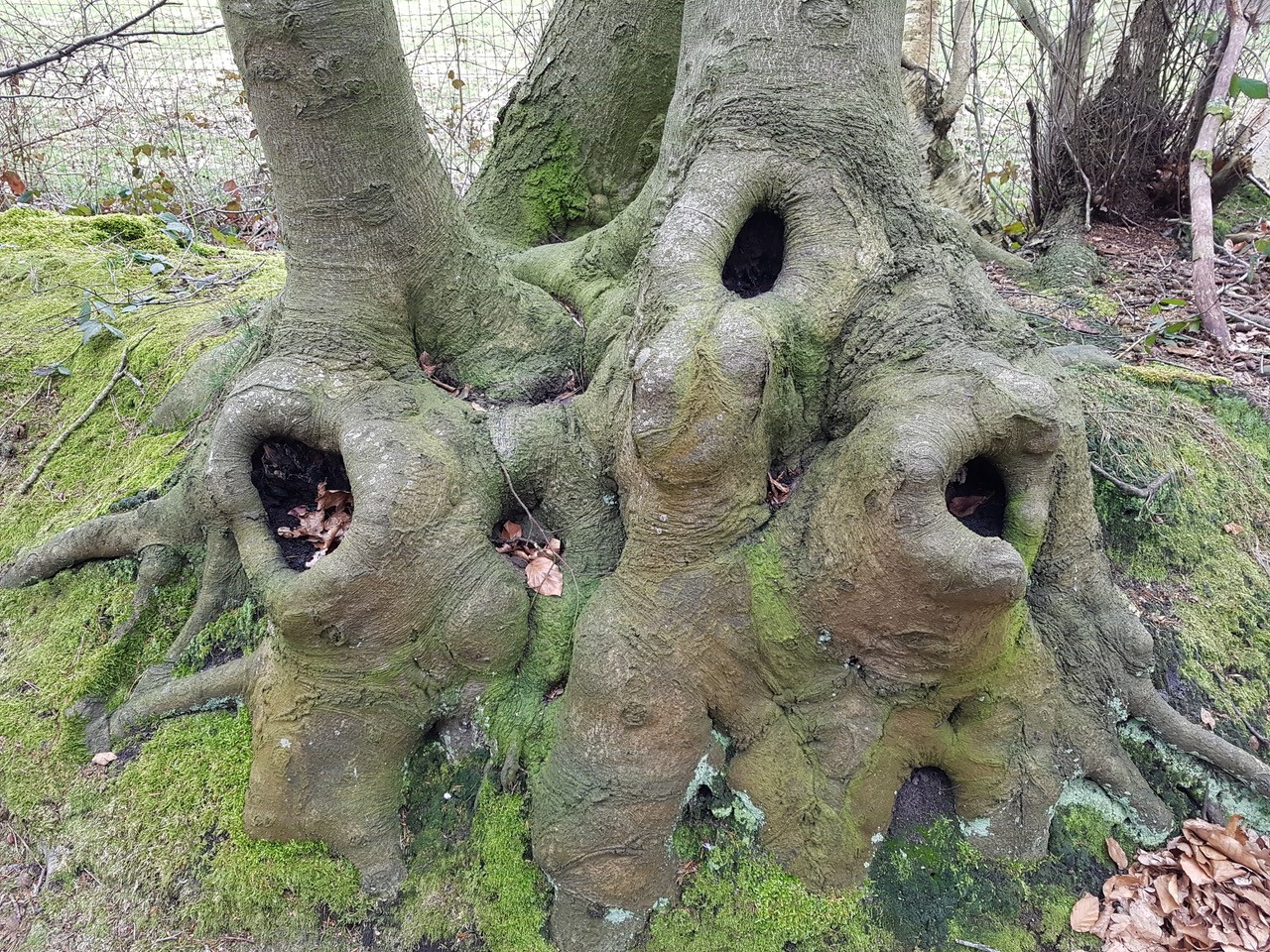 Boom met gaten er in.