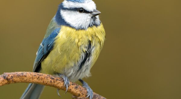 close-up pimpelmeesje