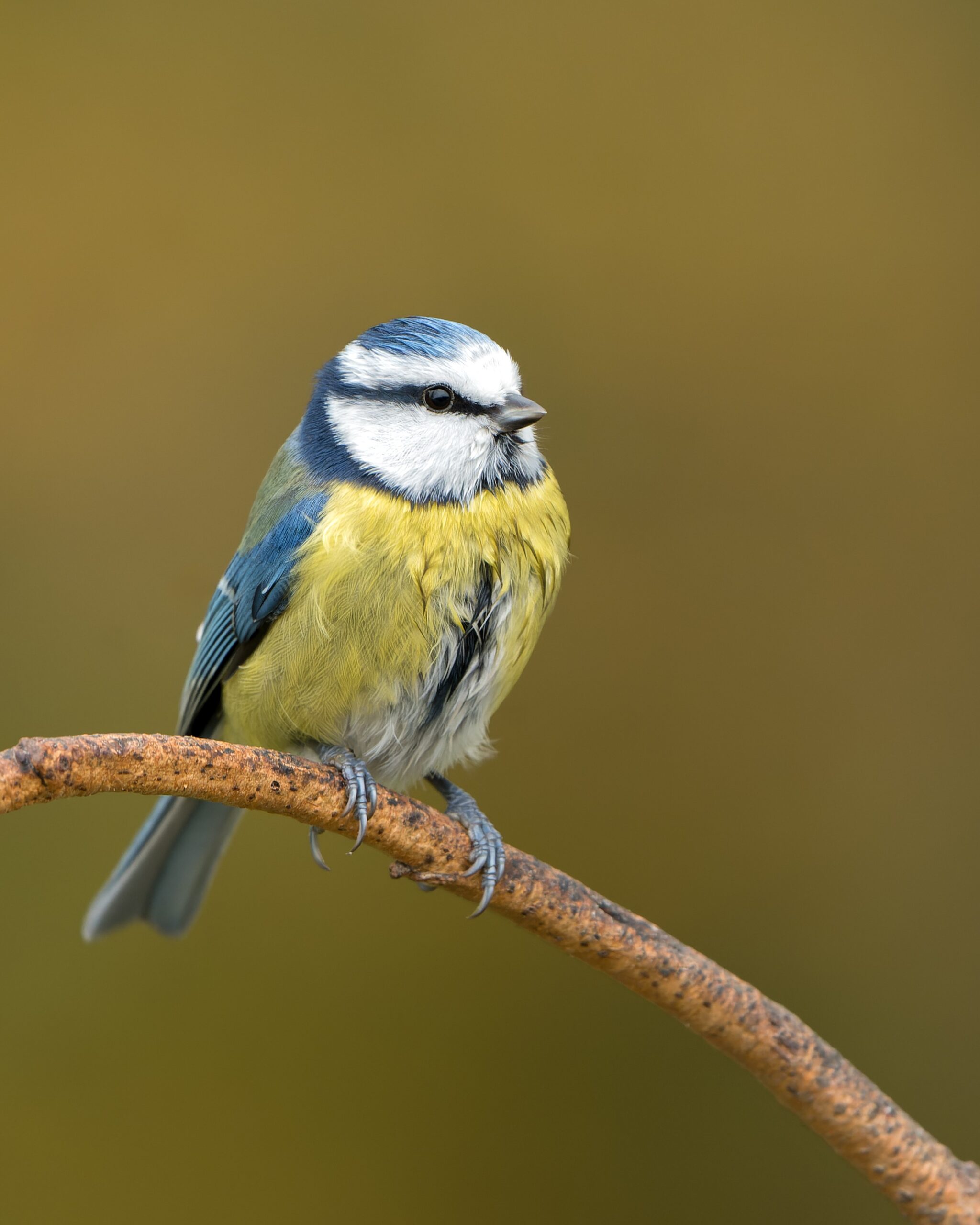 close-up pimpelmeesje