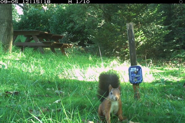 Eekhoorn bij wildcamera
