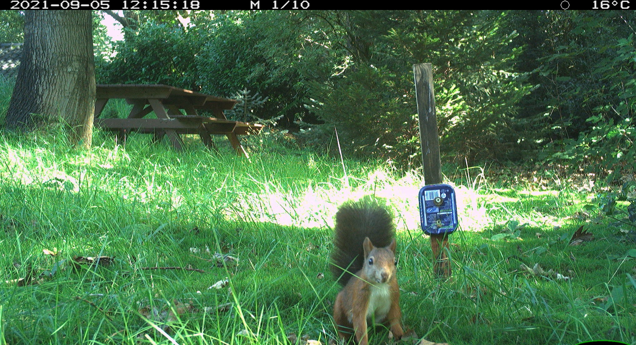 Eekhoorn bij wildcamera