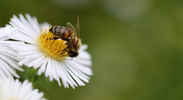 Een honing bij op een witte bloem.