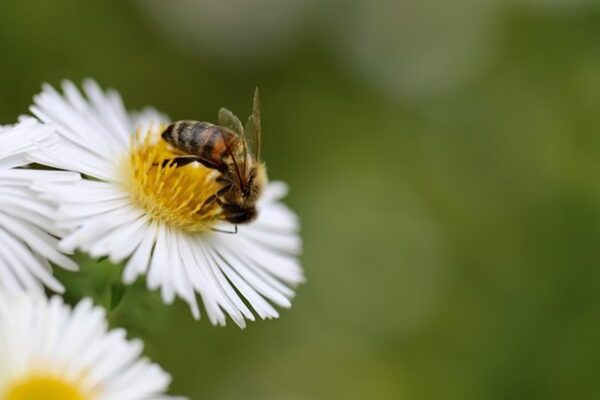 Een honing bij op een witte bloem.