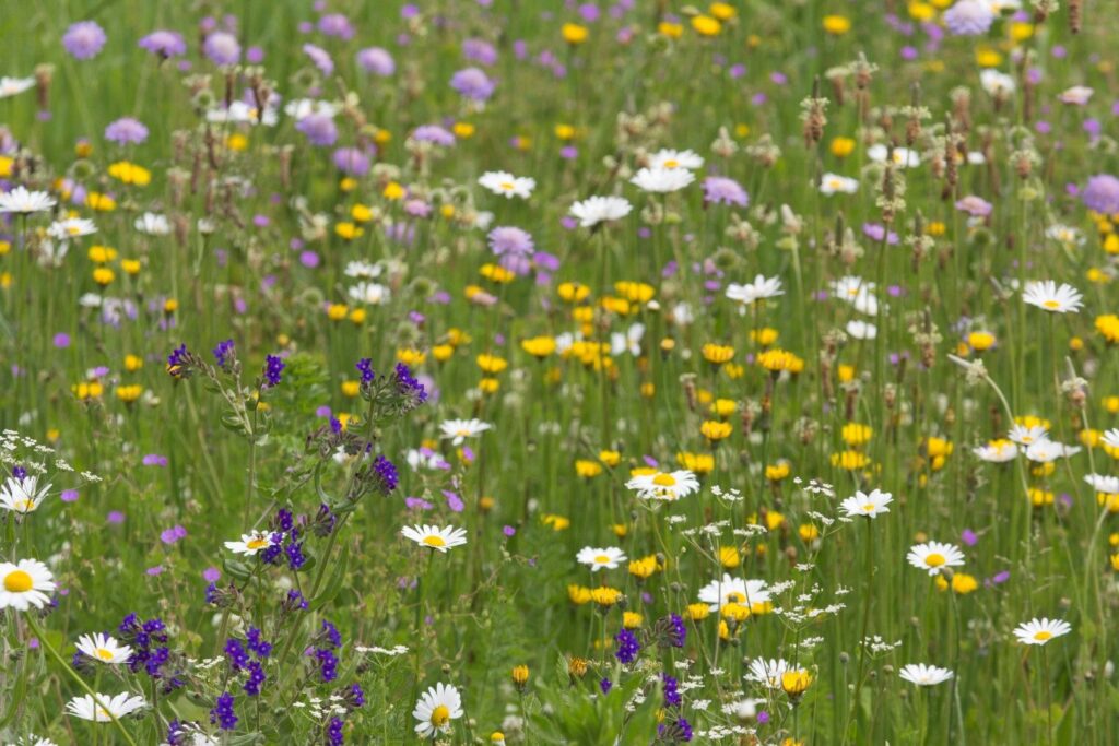 Veld met verschillende soorten zomerbloemen.