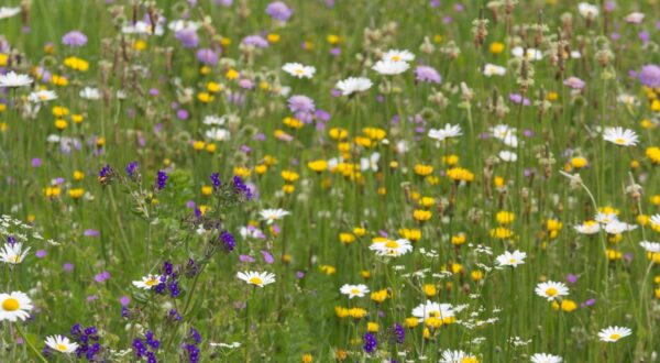 Veld met verschillende soorten zomerbloemen.
