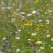 Veld met verschillende soorten zomerbloemen.