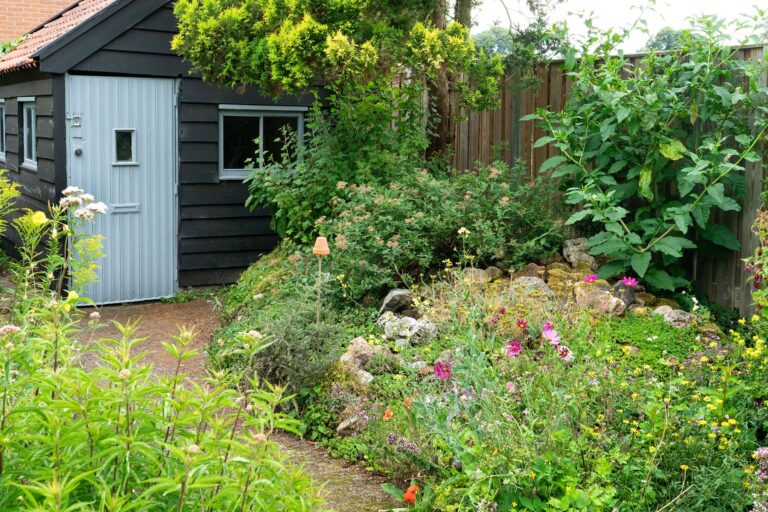 Achtertuin, een zwarte schuur met blauwe deur linksachtering. Een hoge border met inheemse bloemen en struiken.