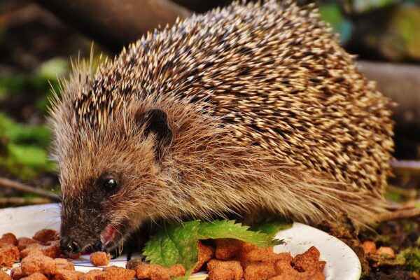 Egel eet kattenbrokjes van een schaaltje