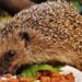 Egel eet kattenbrokjes van een schaaltje