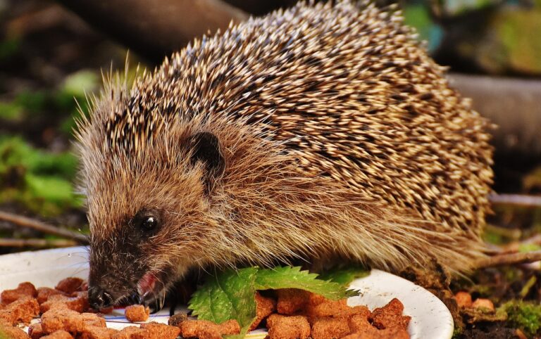 Egel eet kattenbrokjes van een schaaltje