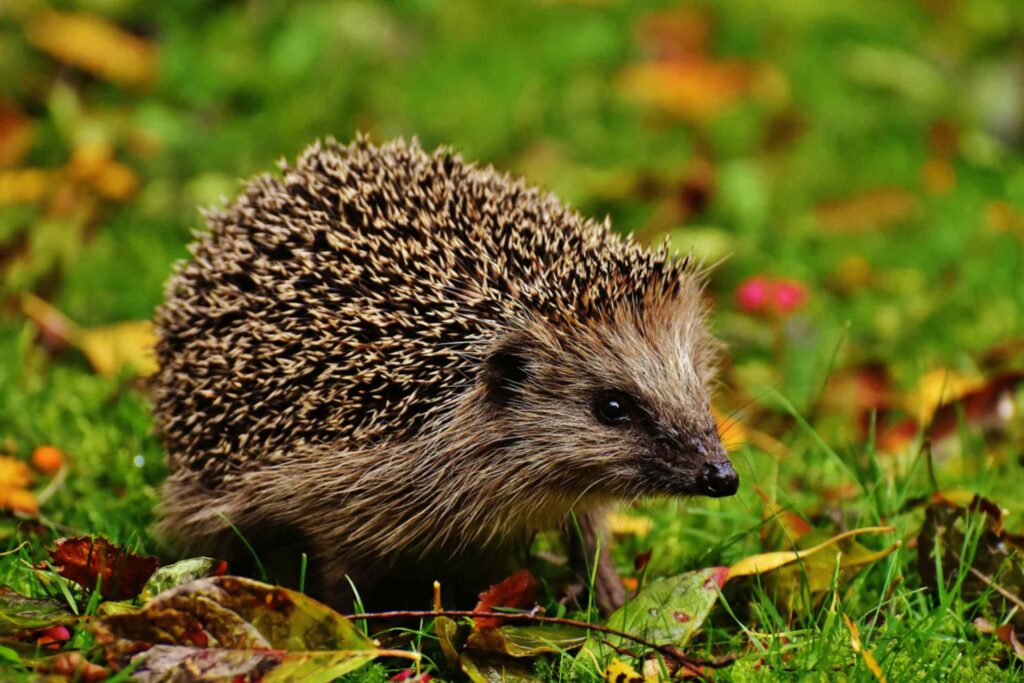 Egel in een tuin