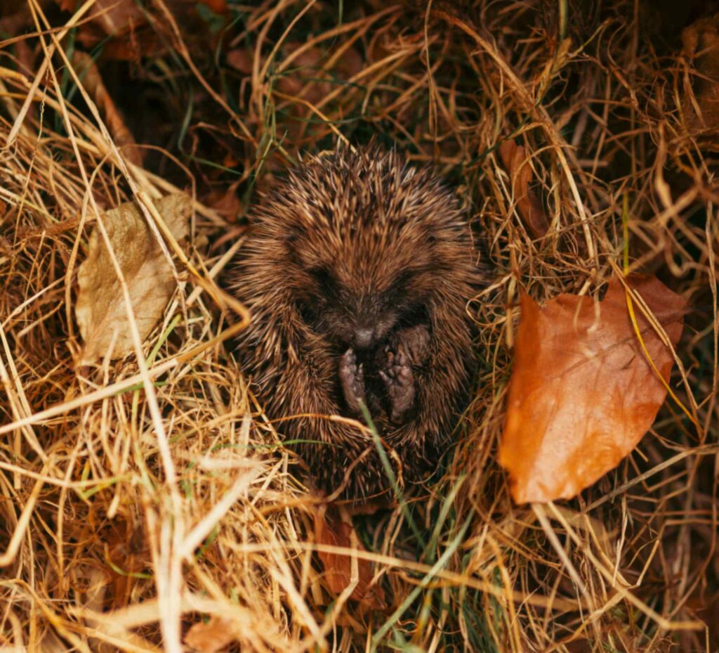 Egel schuilt in een rommelhoekje