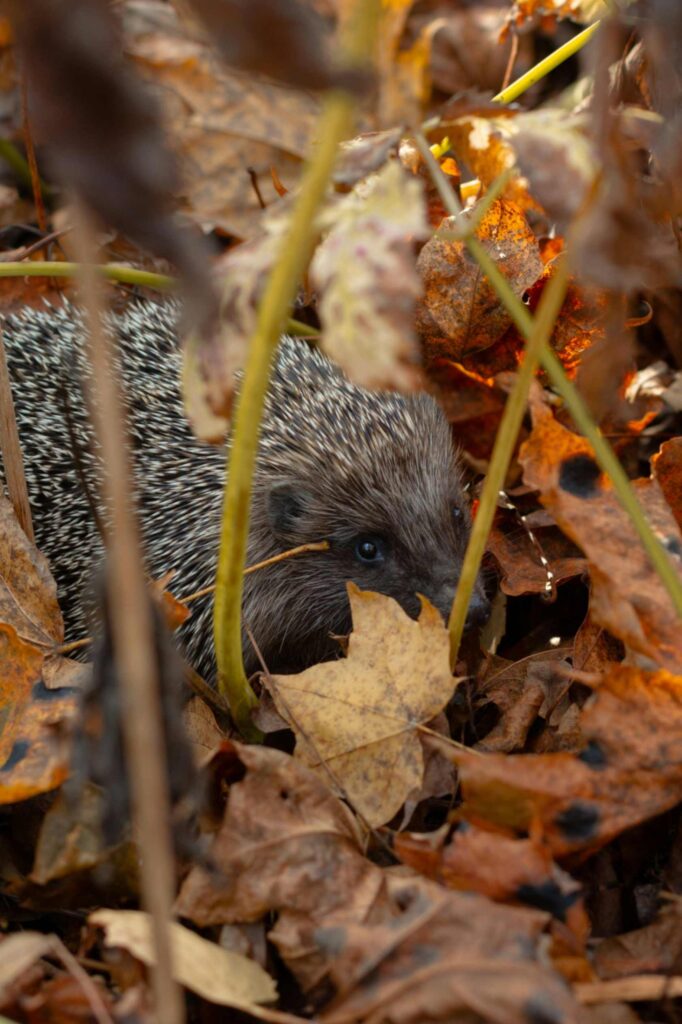 Egel tussen herfstbladeren