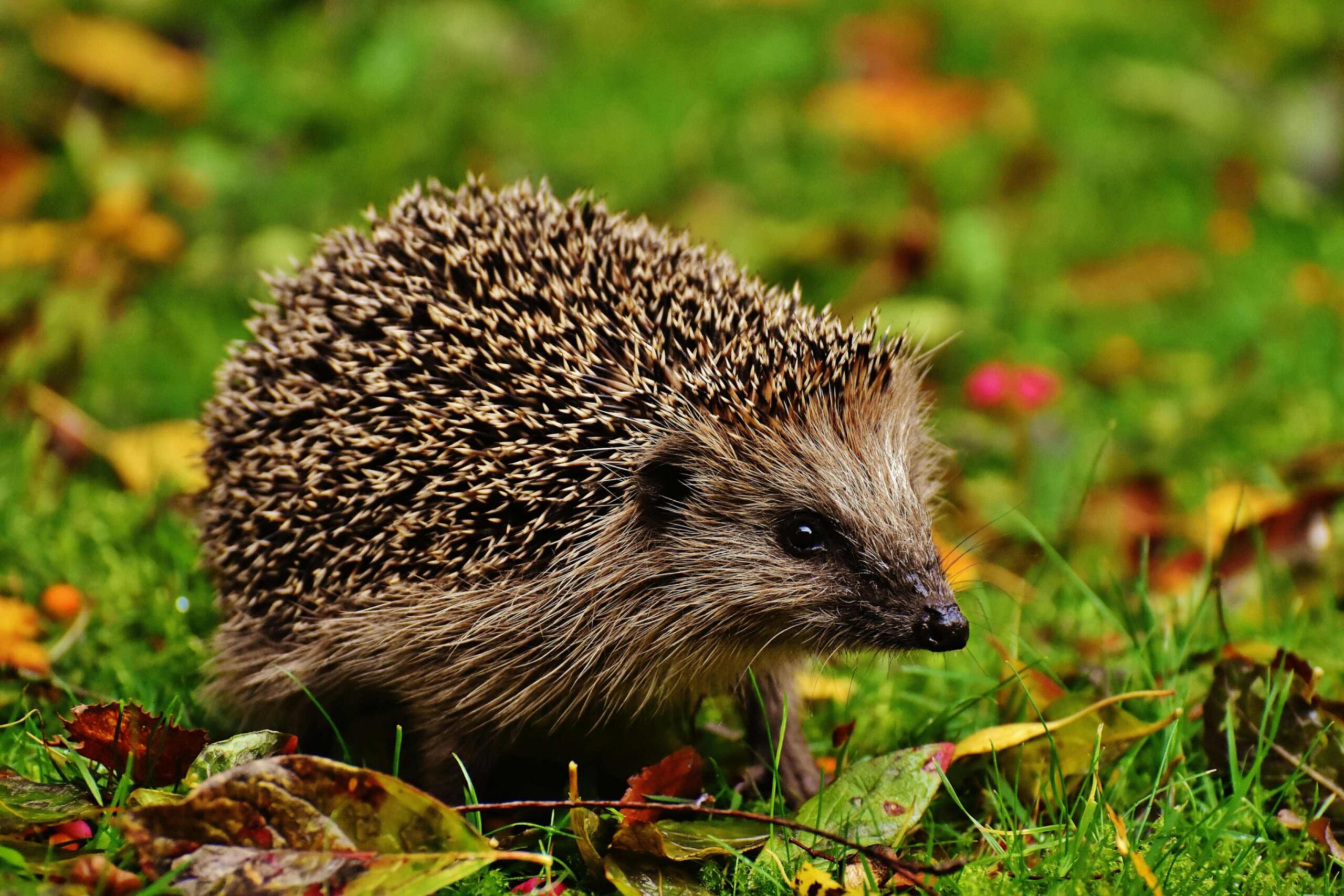 Egel