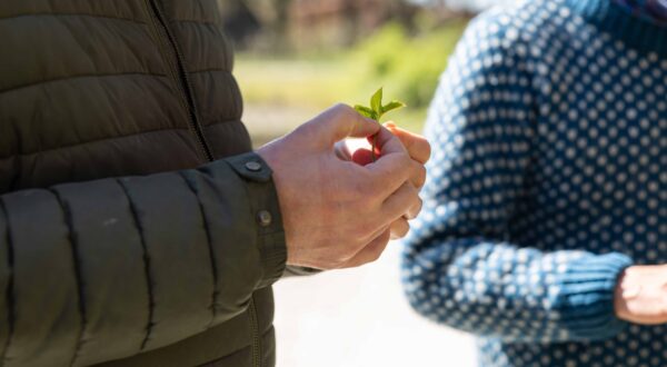 Wildplukwandeling - man houdt blaadje in zijn hand