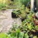 Planten in kratten