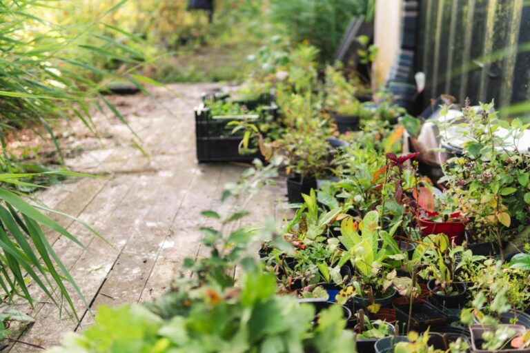 Planten in kratten
